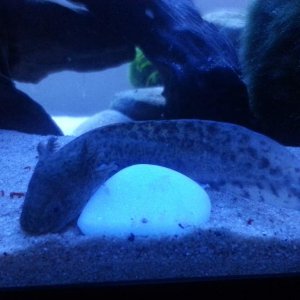 One of my wild axolotl:)