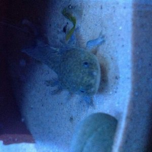 One of my wild axolotl:) all yet to be named:-s