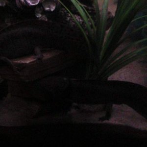 axies 4 003
freckles up top, toothless below