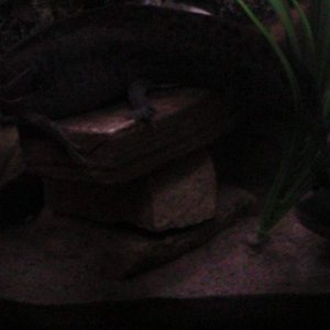 axies 4 004
freckles up top and toothless down below