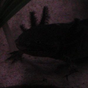 axies 4 005
toothless