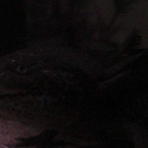 axies 4 009
toothless