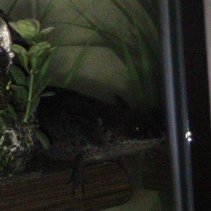 axies 4 010
freckles