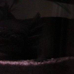 axies 4 011
mym