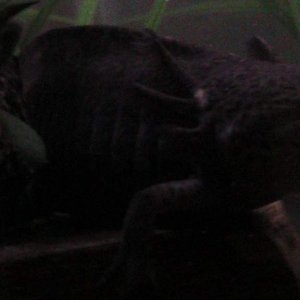 axies 4 012
freckles