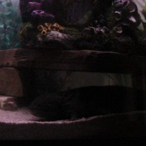 axies 4 015
freckles above, mym below
