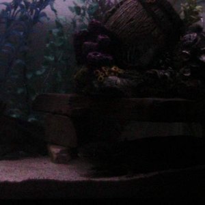 axies 4 018
all 3 posing lol