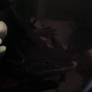 axies 4 022
freckles
