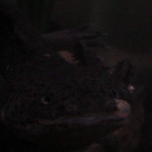 axies 4 023
freckles