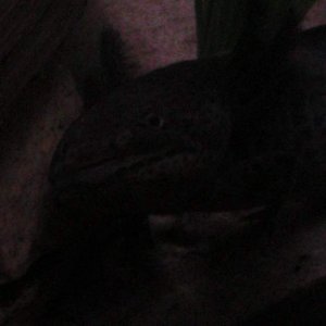 axies 4 024
toothless