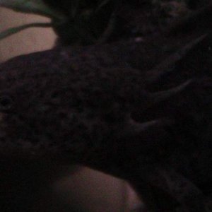axies 4 025
freckles