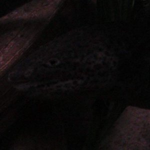 axies 4 027
toothless