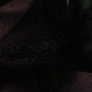 axies 4 028
toothless