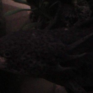 axies 4 029
freckles