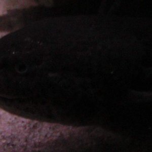 axies 4 030
mym