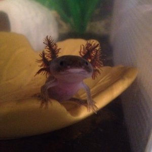 My baby wild type