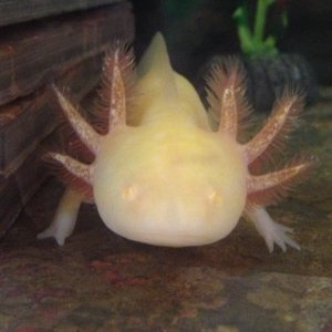 Luna-my golden albino