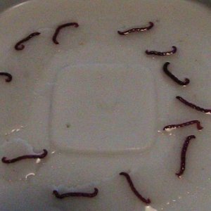 axiew5 003
frozen blood worms