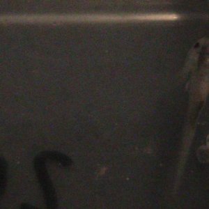 axiew5 011
hungry baby