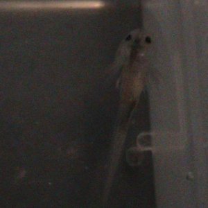 axiew5 012
almost empty tummy ready for dinner