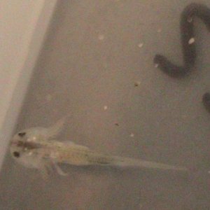 axiew5 016
very hungry- oh my i see arms!!