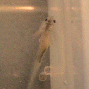 axiew5 017
ready for food