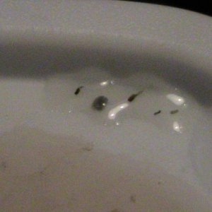 axiew5 026
poop
green to brownish