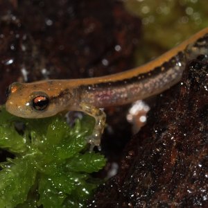 Jen Lamb - Eurycea guttolineata