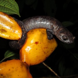 Tim Herman - Bolitoglossa dofleini