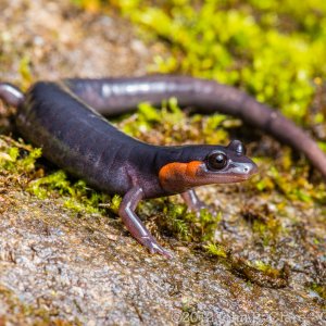 John Clare - Plethodon jordani