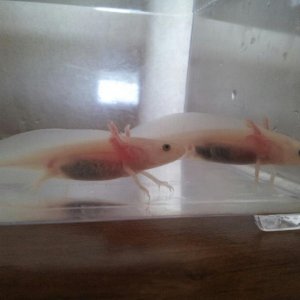 Quetzel and Yoshi