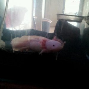 Rosie in her bubbler