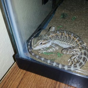Yes, I can put my tail over my head. What about it?