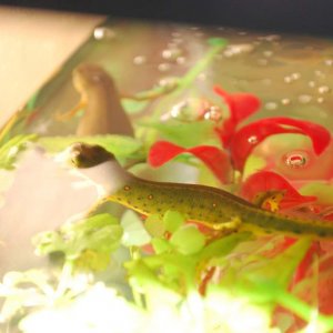 Eastern Newts kickin it!