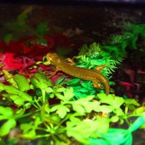 Newt