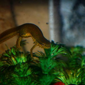 Newt