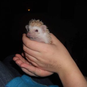 Peanut