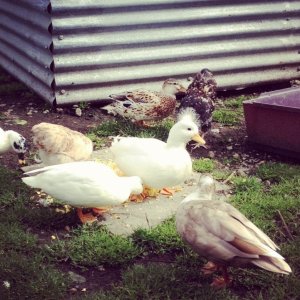 Call ducks