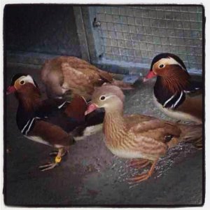 Mandarins