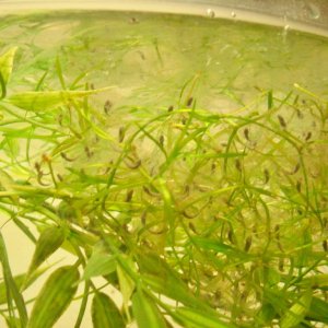 Axolotl eggs