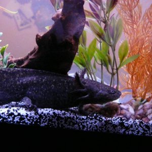 An old one from their 20 gal tank