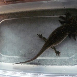 When I was transferring tanks. They got so big!