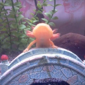 Old dumb cellphone picture when he was still small