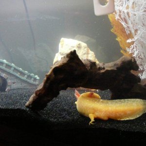 My most recent picture of him!