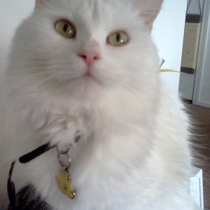 Daisy