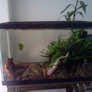 Monster's Tank