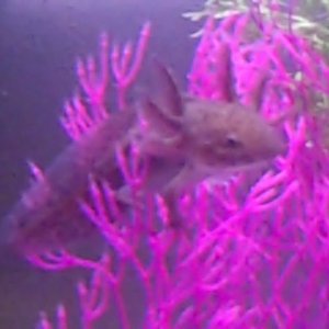 VID00037