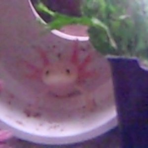 VID00043