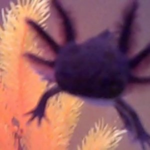 VID00087