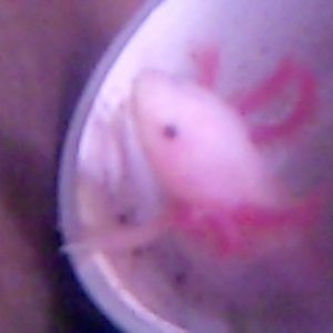 VID00095